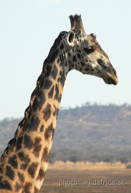 Serengeti Mammals/DSC_0440-1